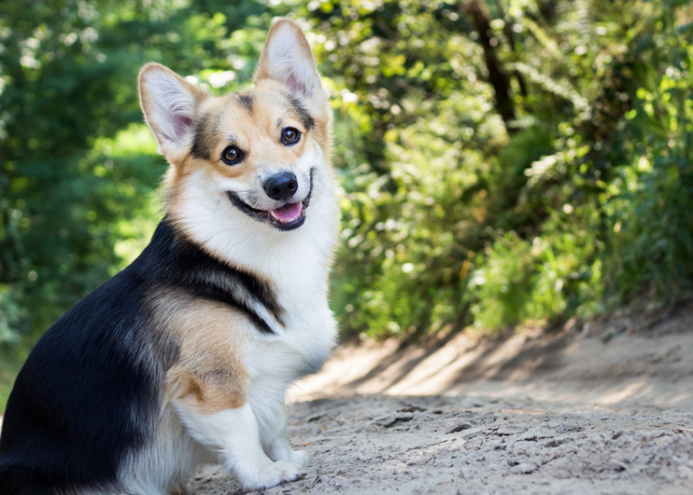 かわいいだけの犬じゃない ウェルシュコーギーってどんな性格なの みんなのペットライフ