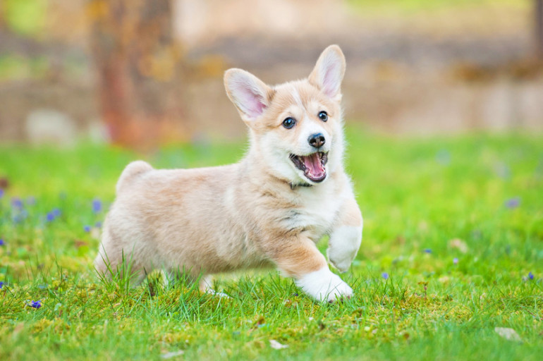 かわいいだけの犬じゃない ウェルシュコーギーってどんな性格なの みんなのペットライフ