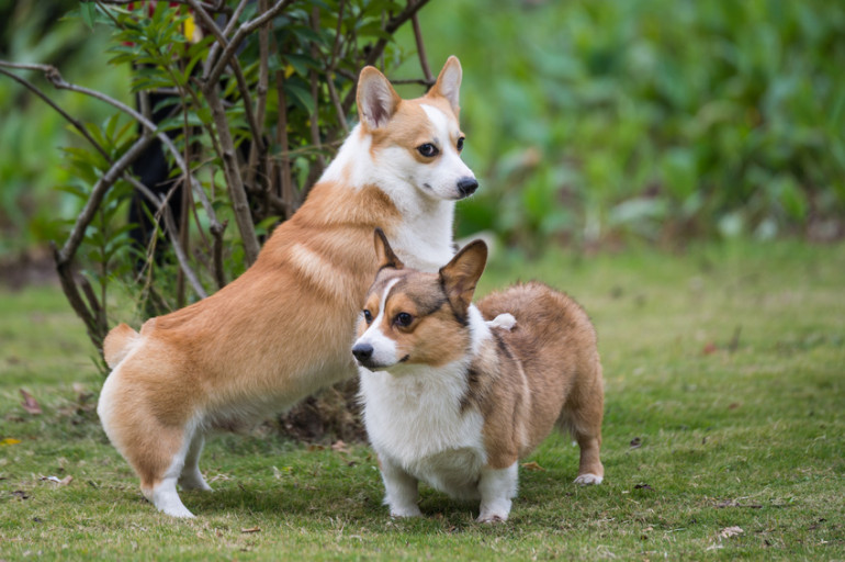 かわいいだけの犬じゃない ウェルシュコーギーってどんな性格なの みんなのペットライフ