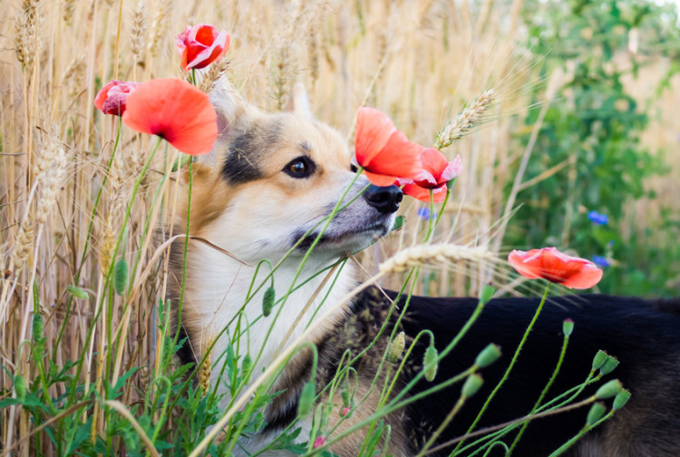 かわいいだけの犬じゃない ウェルシュコーギーってどんな性格なの みんなのペットライフ