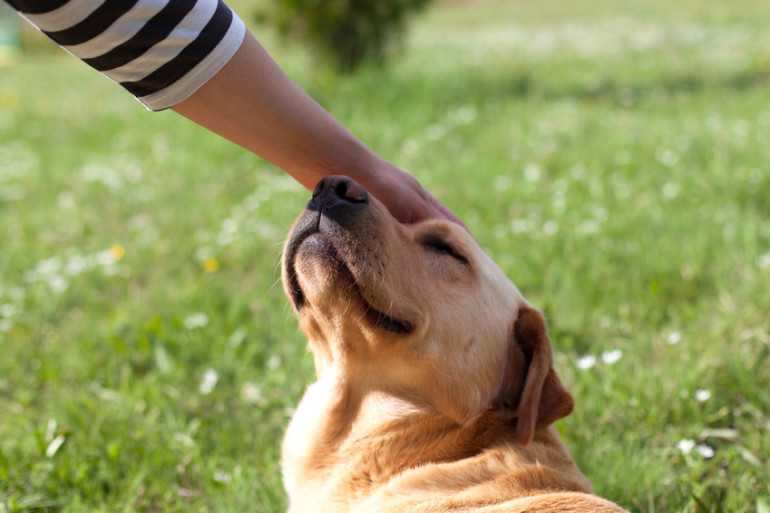 犬の名前ランキング 人気の名前や名づけ方 名前を覚えてもらう方法を紹介 みんなのペットライフ