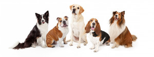 犬の名前ランキング 人気の名前や名づけ方 名前を覚えてもらう方法を紹介 みんなのペットライフ 犬の名前ランキング 人気の名前や名づけ方 名前を覚えてもらう方法を紹介 みんなのペットライフ