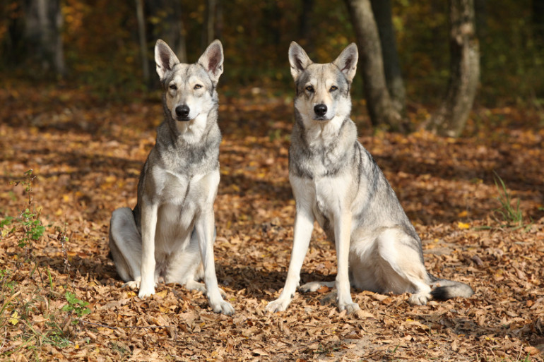 犬と狼の違いってなに 特徴や見分け方 ウルフドッグについて解説 みんなのペットライフ