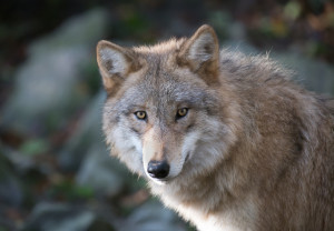 犬と狼の違いってなに 特徴や見分け方 ウルフドッグについて解説 みんなのペットライフ