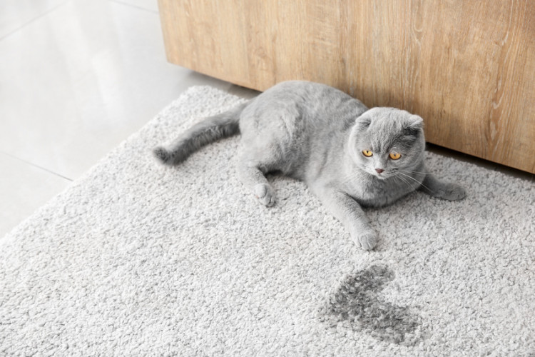 猫の困った粗相 粗相の原因や対処法 掃除の仕方をご紹介します みんなのペットライフ