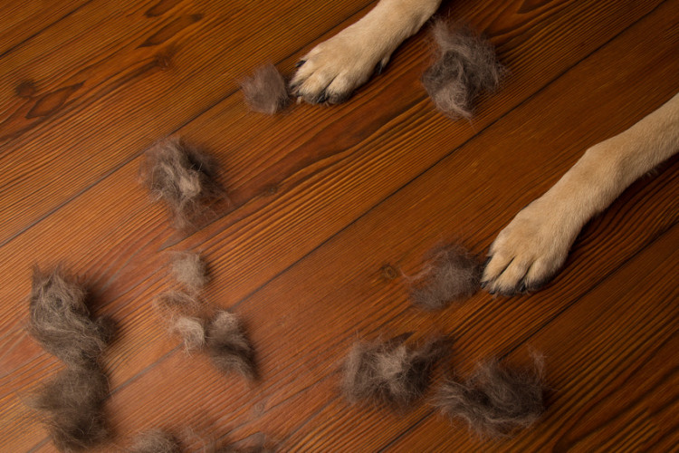 犬と掃除は切り離せない 抜け毛やトイレ 臭いまで 犬に関する掃除のあれこれ みんなのペットライフ