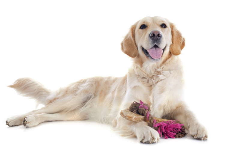 犬は噛むのが大好き 犬におもちゃを与える意味や噛むおもちゃの選び方 みんなのペットライフ