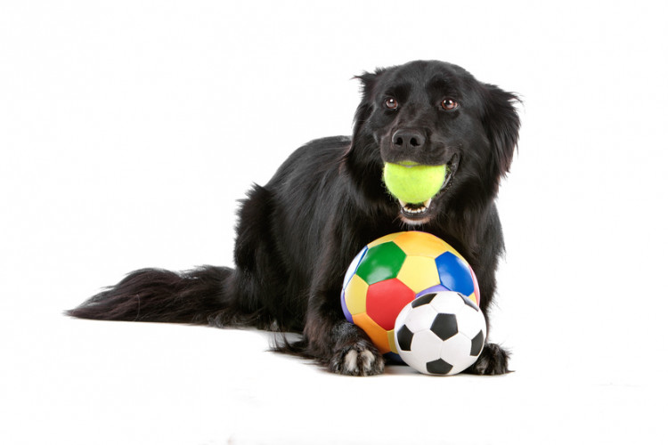 犬は噛むのが大好き 犬におもちゃを与える意味や噛むおもちゃの選び方 みんなのペットライフ