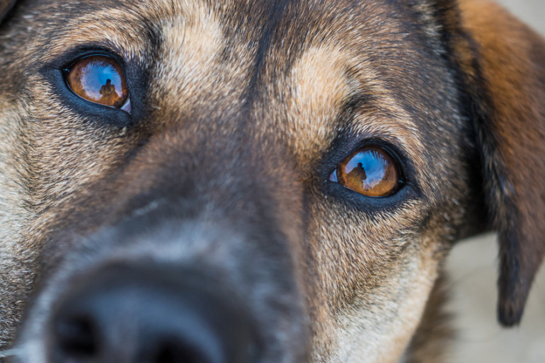 犬はなぜ首をかしげるの かわいいと人気のしぐさには理由があった みんなのペットライフ