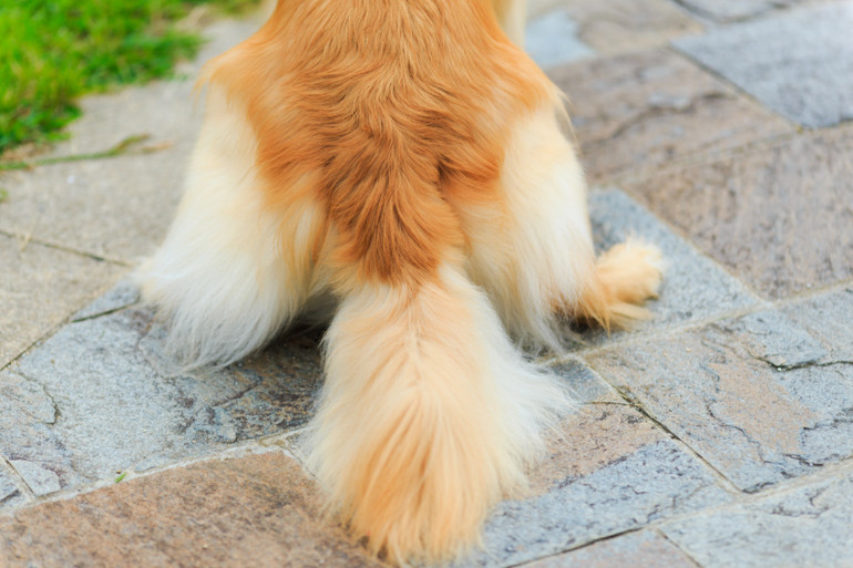 犬がうれしょんする理由は うれしょんしやすい犬の特徴ややめさせ方をご紹介 みんなのペットライフ