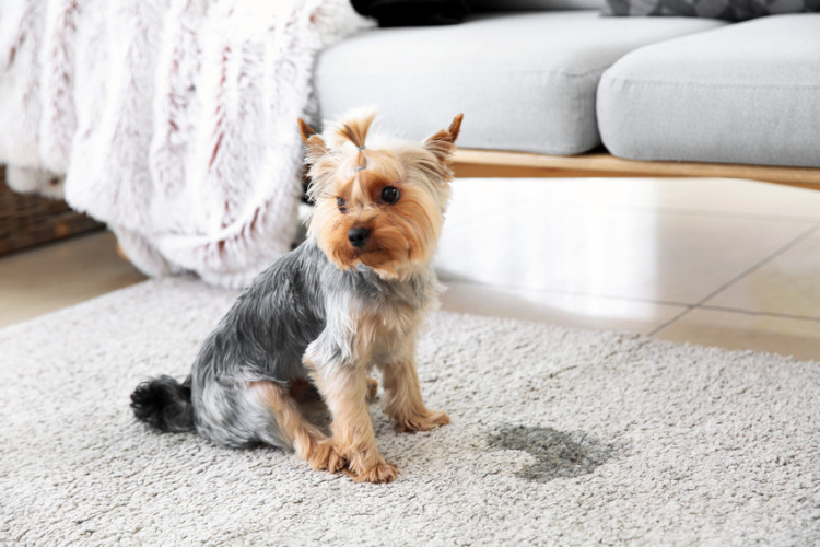 犬がうれしょんする理由は うれしょんしやすい犬の特徴ややめさせ方をご紹介 みんなのペットライフ