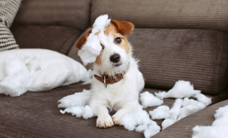 困った犬のいたずら どうしてするの いたずらする理由や対処法について みんなのペットライフ