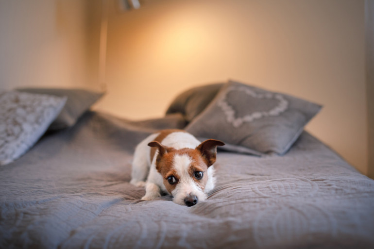 犬と一緒に寝るのはよくないの よくないと言われる理由と気をつけたいこと みんなのペットライフ