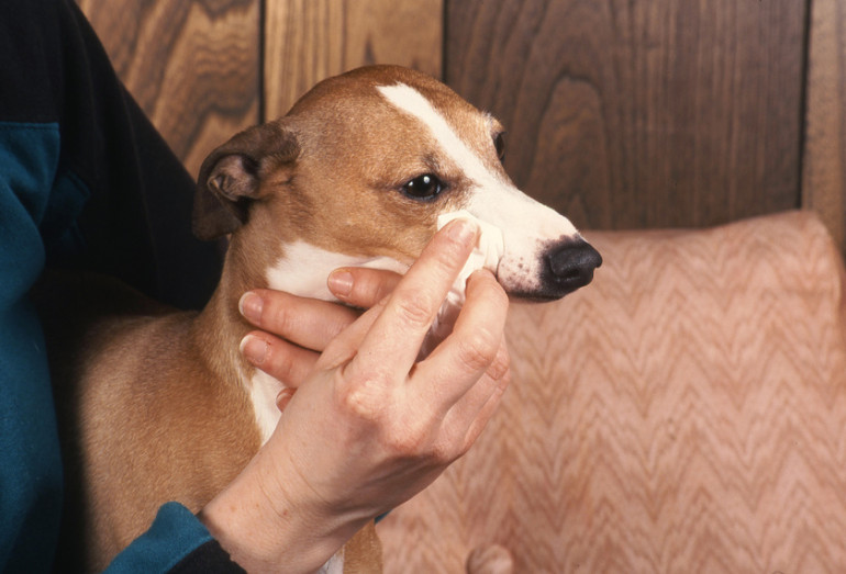 なんとかしたい 気になる犬の 涙やけ おうちでできる対策と おすすめのケア用品3つ みんなのペットライフ