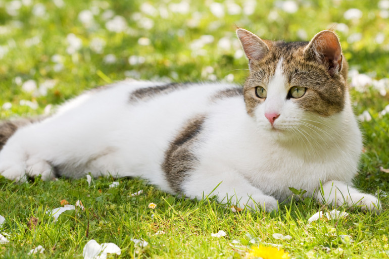 ハチワレってどんな猫 ハチワレ猫の特徴や性格 魅力をご紹介 みんなのペットライフ