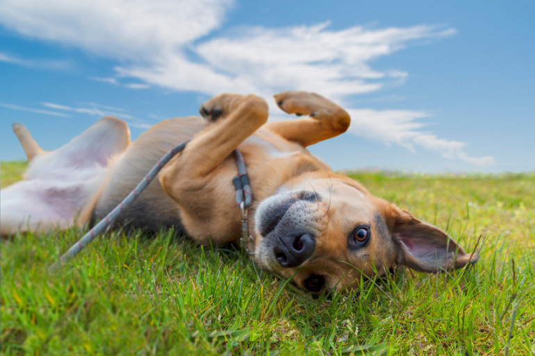 犬が地面に体をこすりつける なぜそんなことをするのかをご紹介します みんなのペットライフ