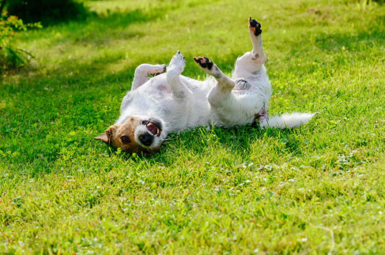 犬が地面に体をこすりつける なぜそんなことをするのかをご紹介します みんなのペットライフ