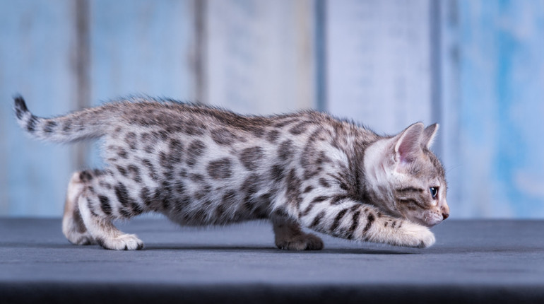 猫 の お腹 の たるみ