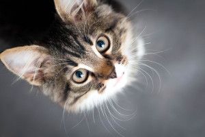猫がじーっと見つめてくるときの気持ち3選！ 猫はなにを考えているの 
