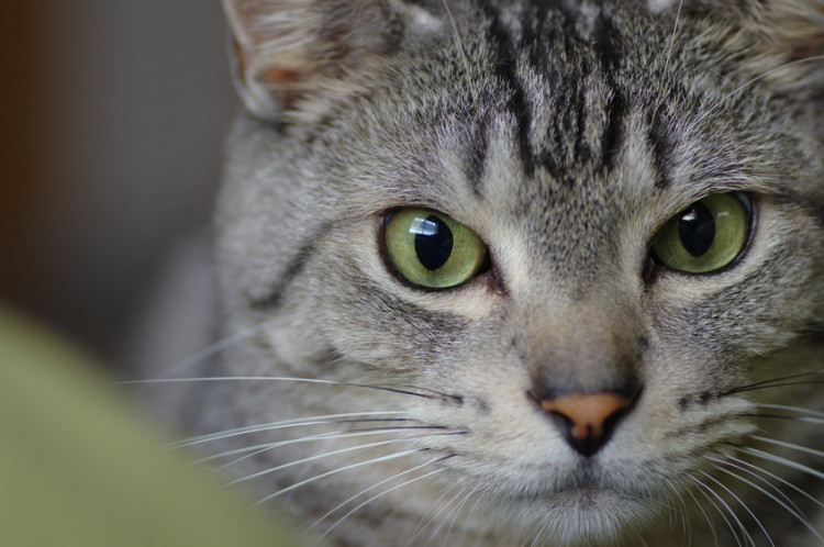 猫がじーっと見つめてくるときの気持ち3選 猫はなにを考えているの みんなのペットライフ