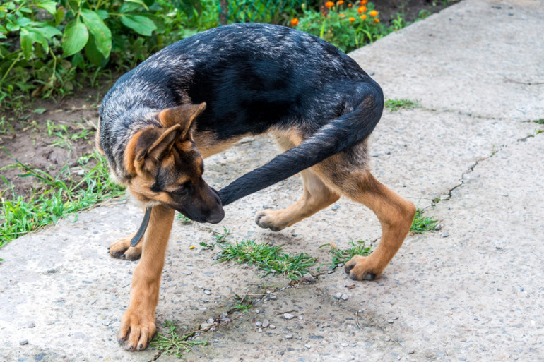 なぜ犬は尻尾を追いかけるの そのまま放っておくと危ないかも みんなのペットライフ