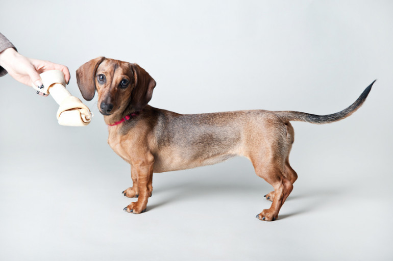 なぜ犬は尻尾を追いかけるの そのまま放っておくと危ないかも みんなのペットライフ