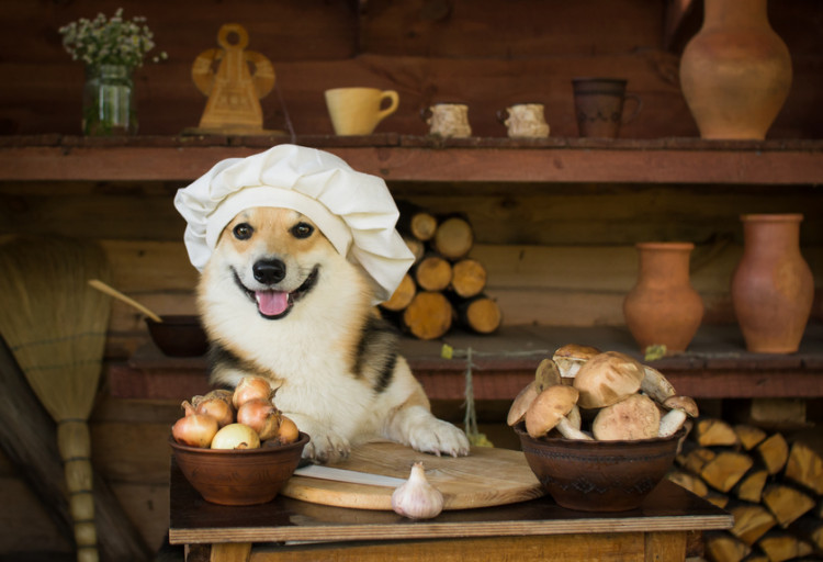 犬と一緒に味わいたい秋の味覚 きのこ 与えても大丈夫 どんな栄養があるの みんなのペットライフ