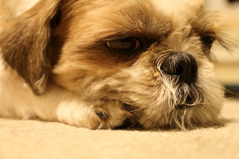 犬が寝言を言うのはどうして 犬も夢を見ているの 犬の睡眠について解説します みんなのペットライフ