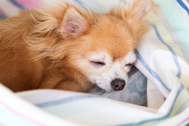 犬が寝言を言うのはどうして 犬も夢を見ているの 犬の睡眠について解説します みんなのペットライフ