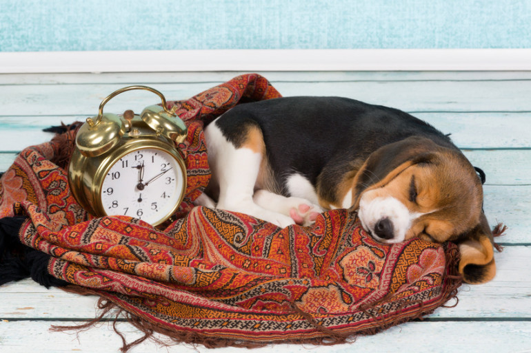 犬が寝言を言うのはどうして 犬も夢を見ているの 犬の睡眠について解説します みんなのペットライフ