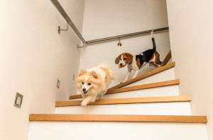 犬が散歩を嫌がる理由は 行きたがらない理由と対処法を教えます みんなのペットライフ 犬が散歩を嫌がる理由は 行きたがらない理由と対処法を教えます みんなのペットライフ