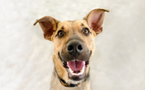 犬に噛まれたら 愛犬が人を噛んでしまったら もしものときのために知っておきたい対処法 みんなのペットライフ 犬に噛まれたら 愛犬が人を噛んでしまったら もしものときのために知っておきたい対処法 みんなのペットライフ