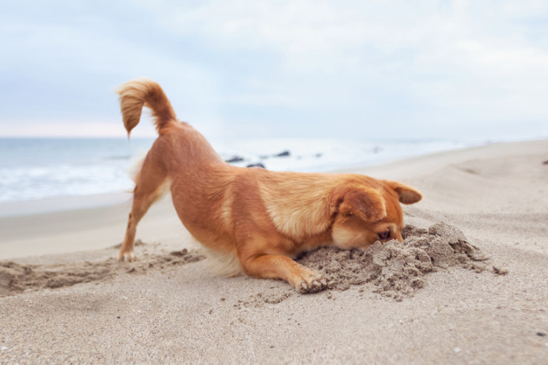 犬はなぜ穴掘りをするの 穴掘りをする理由や心理 対策をご紹介します みんなのペットライフ