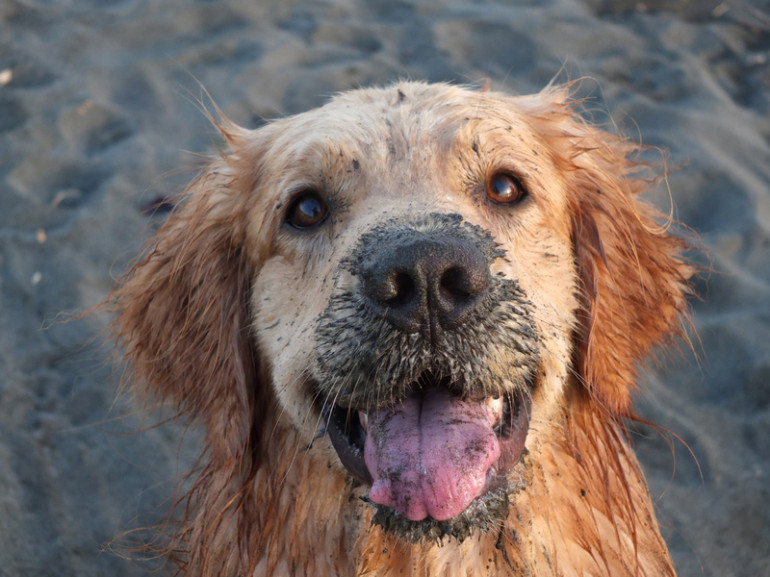 犬はなぜ穴掘りをするの 穴掘りをする理由や心理 対策をご紹介します みんなのペットライフ