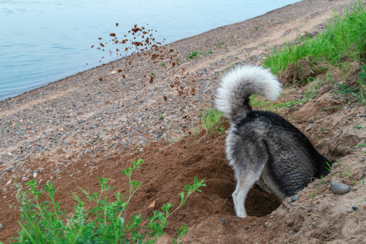 仕草 犬 掘る