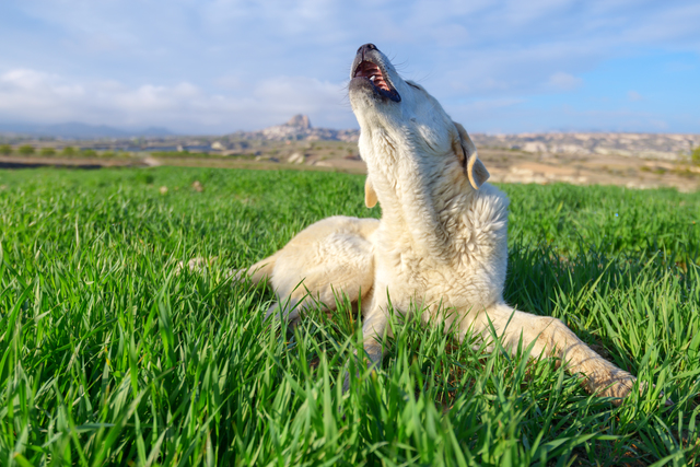 吠える犬