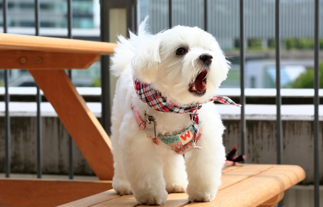 犬はなぜ無駄吠えするの 効果的な無駄吠え対策を解説します みんなのペットライフ