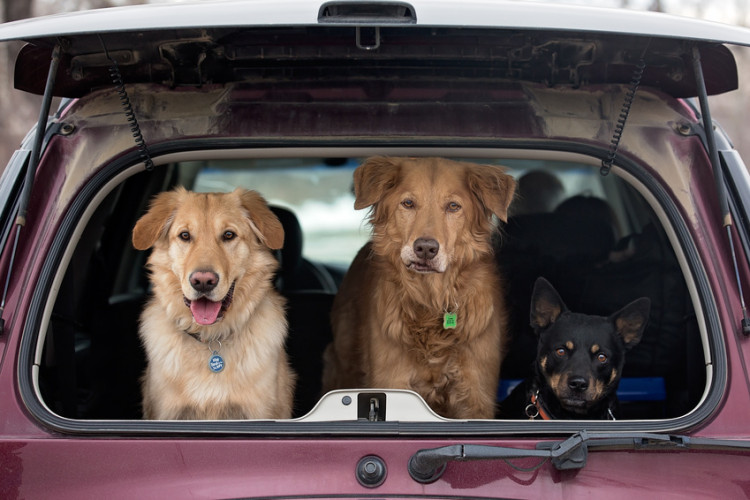 車に乗っている3匹の犬