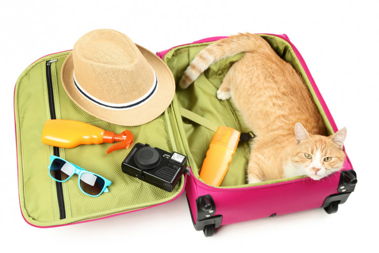 旅行バッグに入った猫
