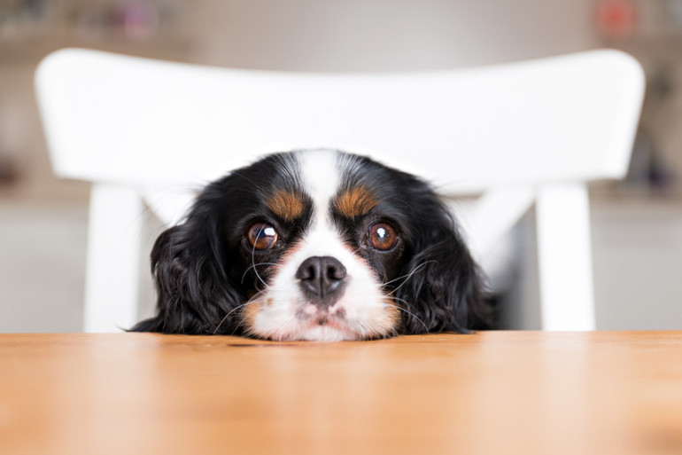 犬のお世話に疲れていませんか しなくてもよいお世話12選 みんなのペットライフ 犬のお世話に疲れていませんか しなくてもよいお世話12選 みんなのペットライフ