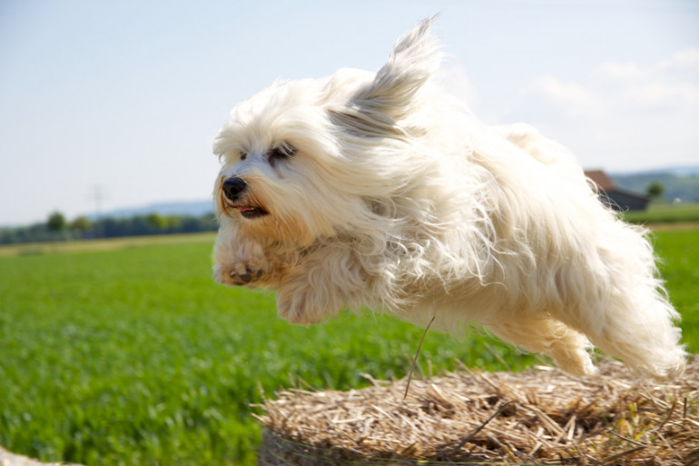 犬のお世話に疲れていませんか しなくてもよいお世話12選 みんなのペットライフ 犬のお世話に疲れていませんか しなくてもよいお世話12選 みんなのペットライフ