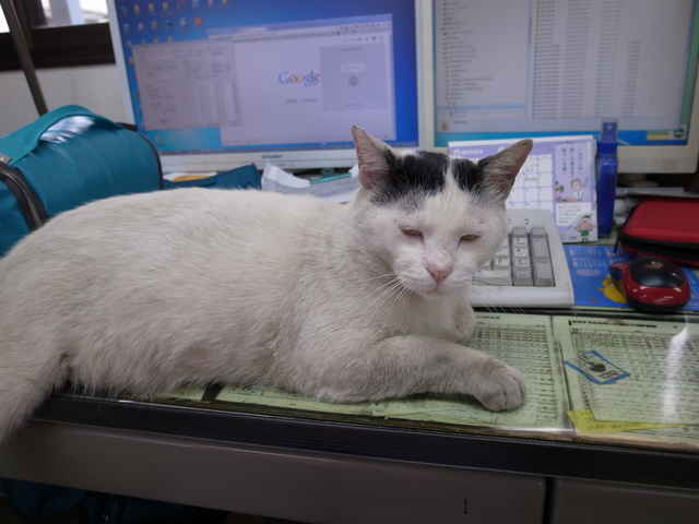 パソコンの前で仕事の邪魔をする猫