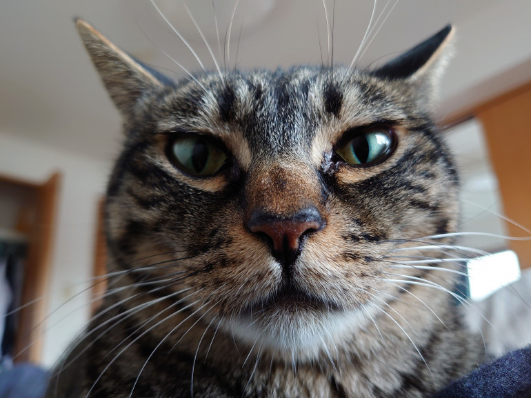 猫 顔 を 近づけ て くる
