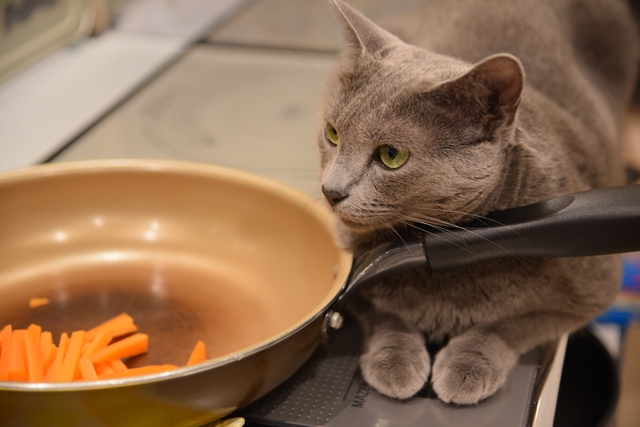 料理の邪魔をする猫