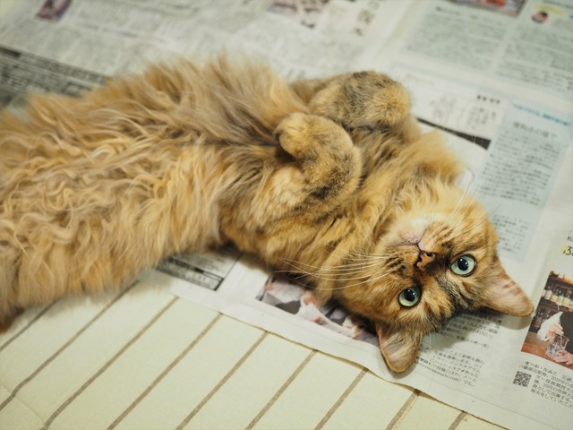 新聞の上に寝転がる猫