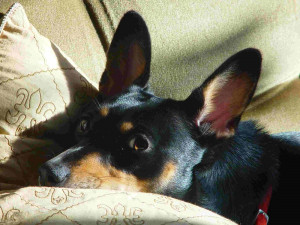 犬の あご乗せ がかわいい 犬があごを乗せるときの心理 みんなのペットライフ 犬の あご乗せ がかわいい 犬があごを乗せるときの心理 みんなのペットライフ