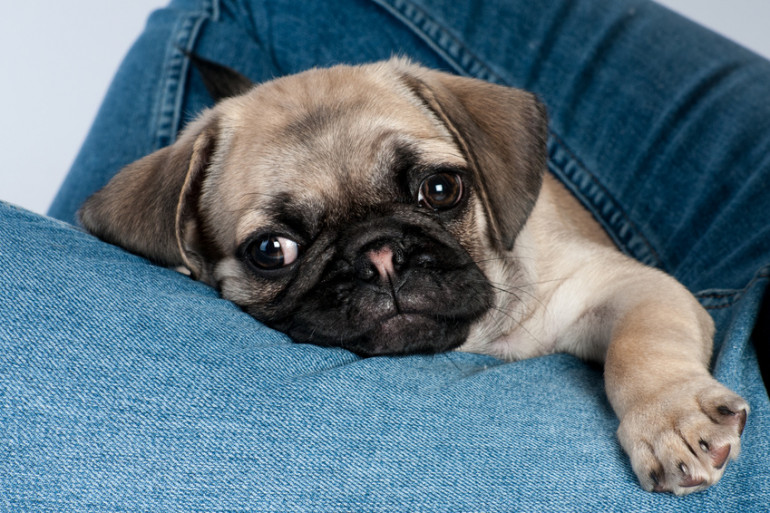 犬の あご乗せ がかわいい 犬があごを乗せるときの心理 みんなのペットライフ