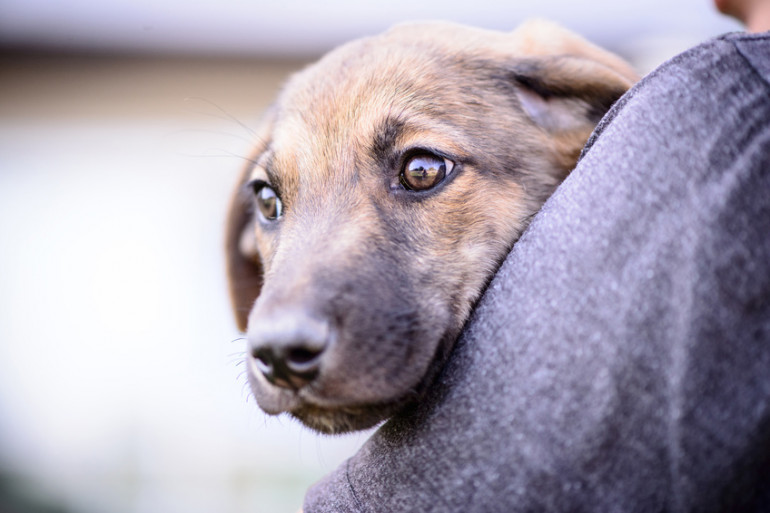 犬の あご乗せ がかわいい 犬があごを乗せるときの心理 みんなのペットライフ