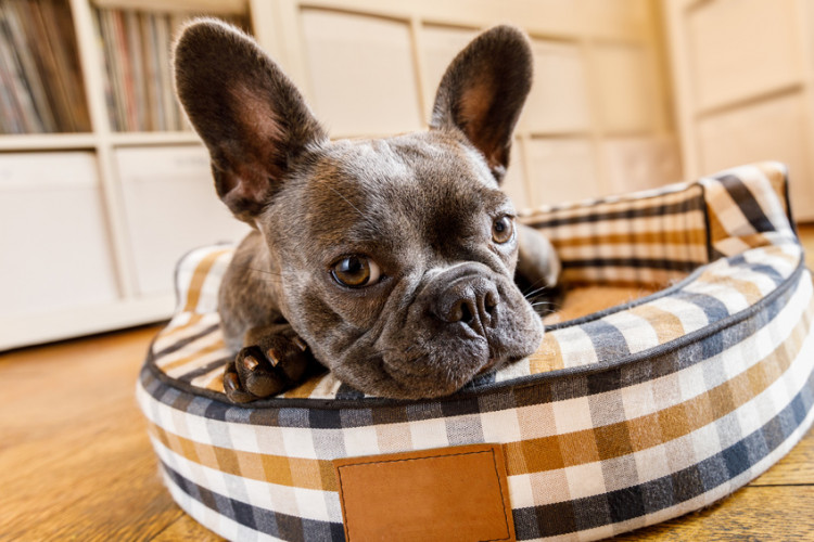 ベッドのふちに顎を載せている犬