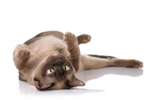 猫はなぜ仰向けで寝るの かわいい へそ天 の理由 みんなのペットライフ 猫はなぜ仰向けで寝るの かわいい へそ天 の理由 みんなのペットライフ